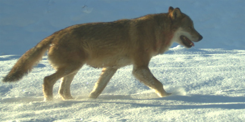 Oppsving for ulven i Skandinavia
